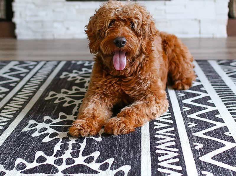 Labrador resting on carpet